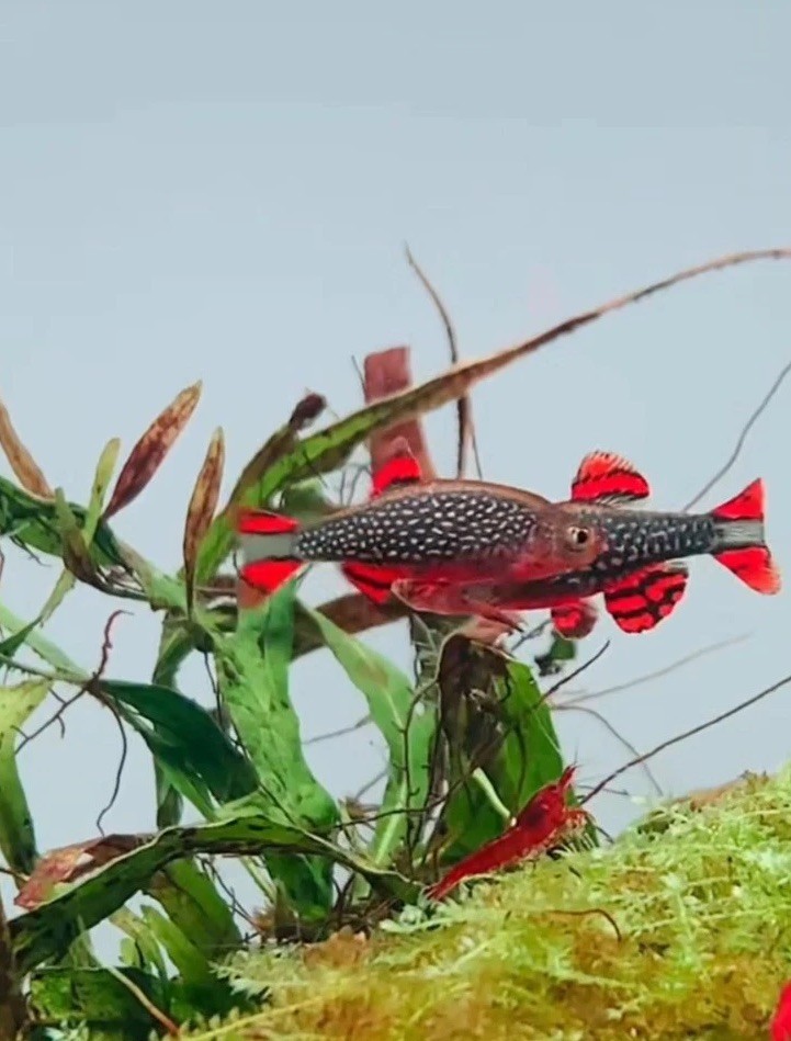 10+1 Celestial Pearl Danio FISH (Galaxy Rasbora) Juveniles