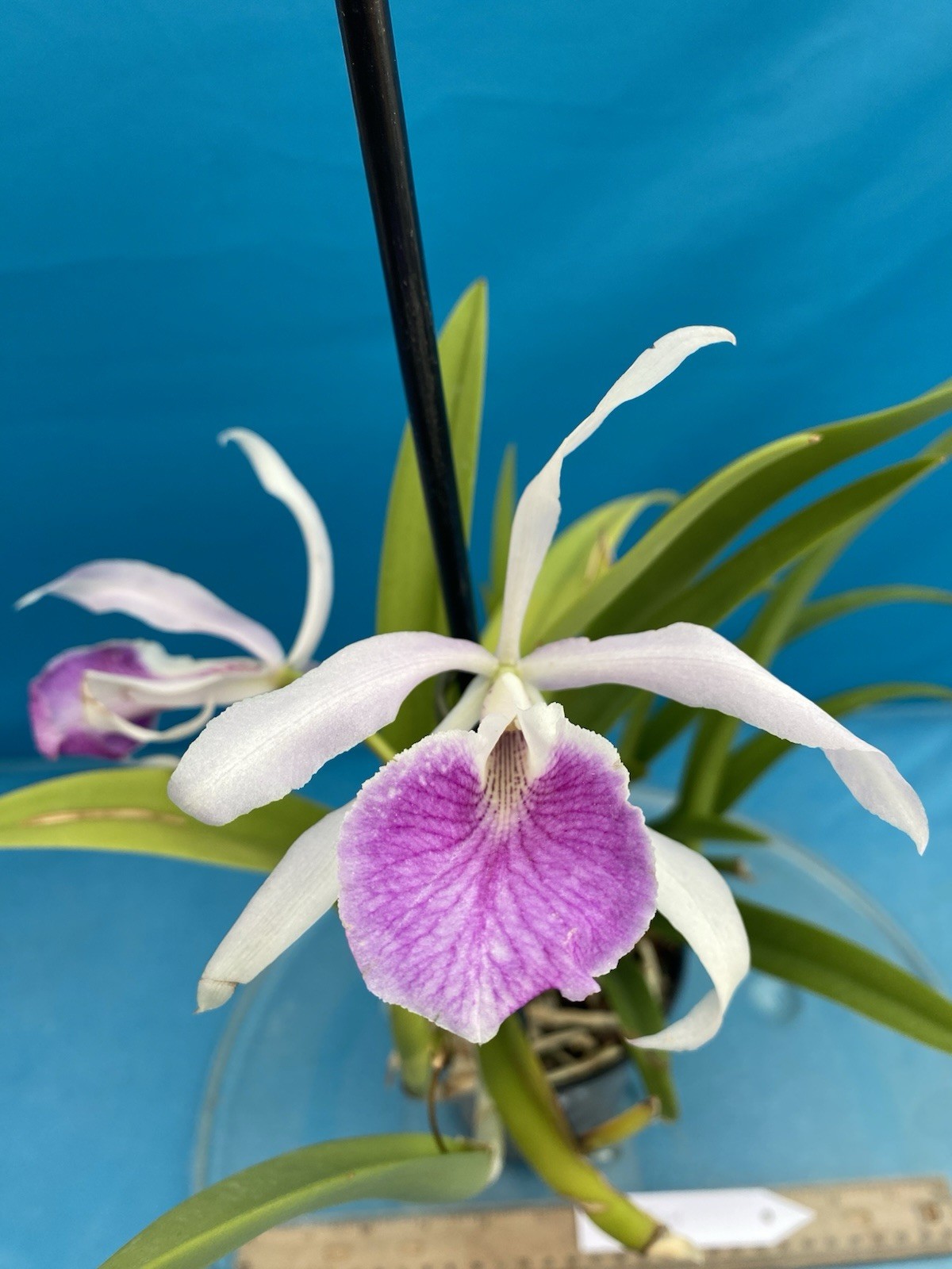 Brassocattleya Kay Purple White Fragrant Orchid Hybrid New Division 4” Pot