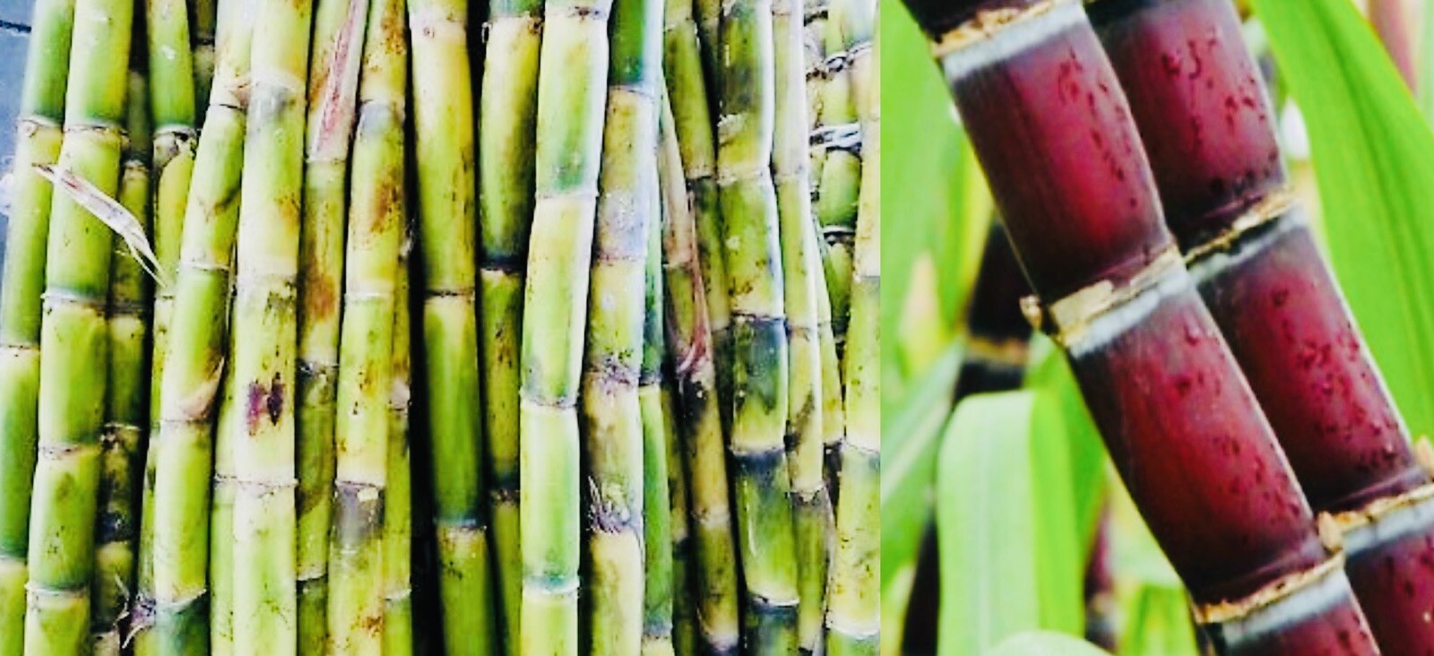 4 FRESH CUT SUGAR CANE STICKS GREEN OR PURPLE NON GMO 
