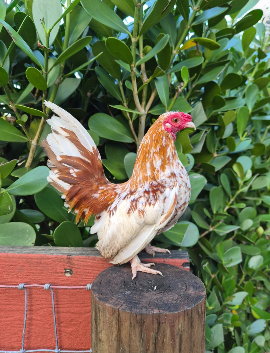 6 Kikiriki Hatching Eggs - PR Imports Bolo, Topi, Bonehead, Lionface,Naked Neck