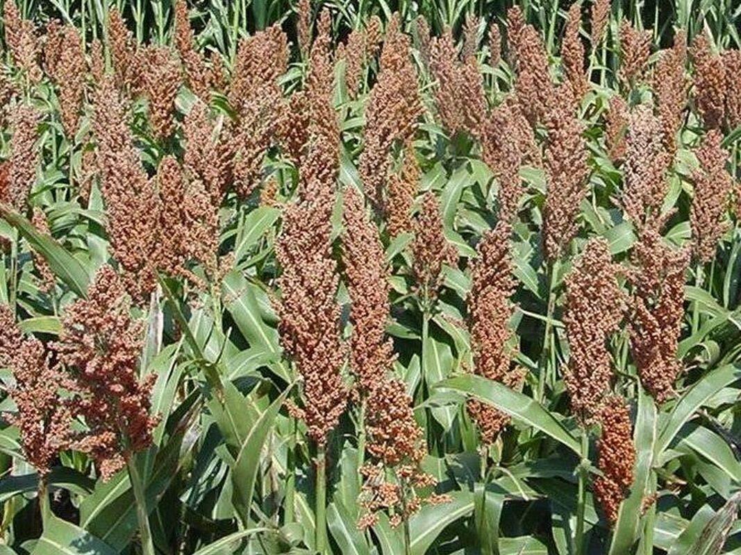 Sweet Sugar DRIP Sorghum Seeds - Makes a Sweet Syrup MMmmmmmm.It\'s Good