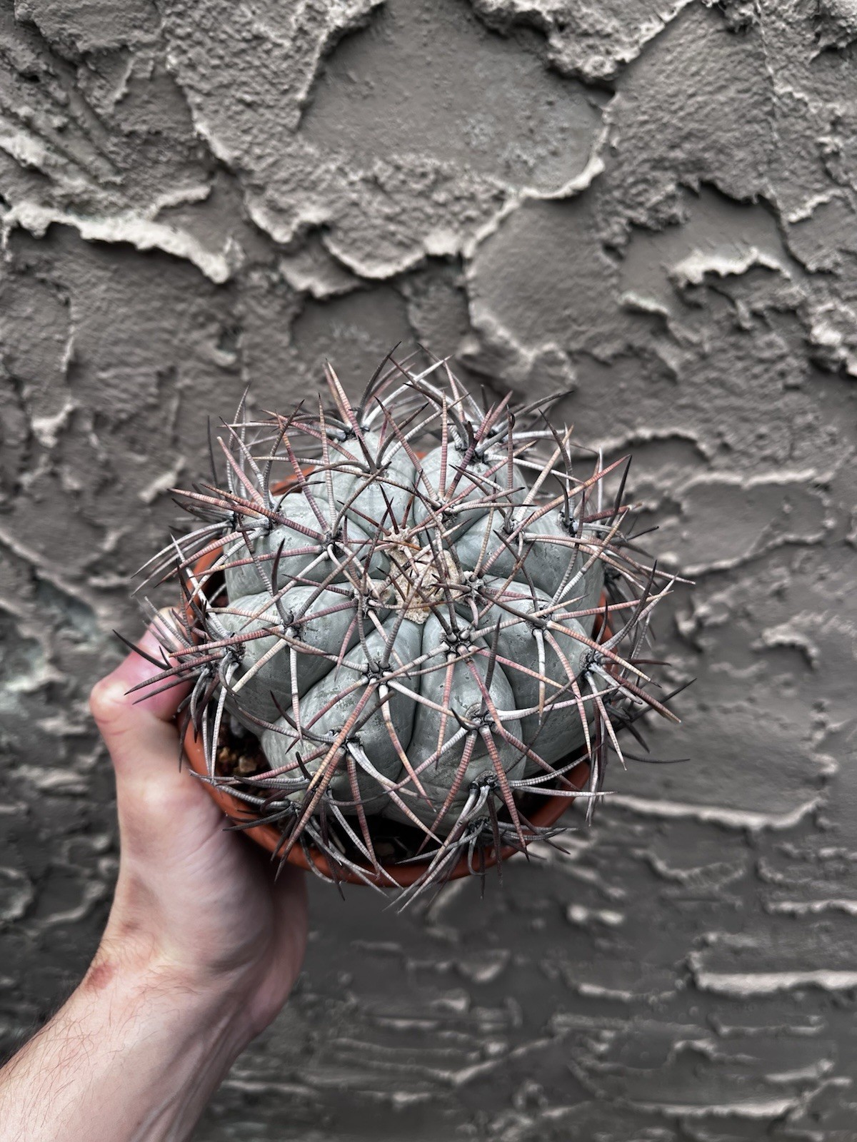 Echinocactus Horizonthalonius Horse Crippler Cactus