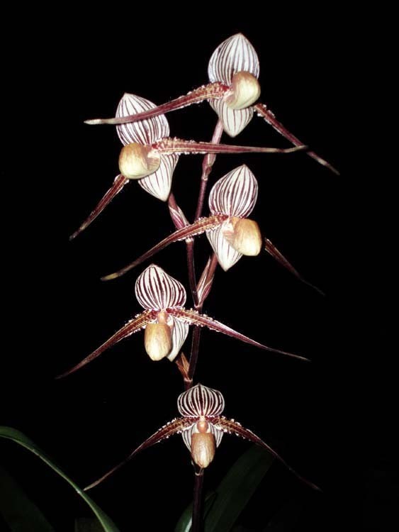 SELECT SALE - MULTIFLORAL PAPH ORCHID HYBRID St. Swithin NBS