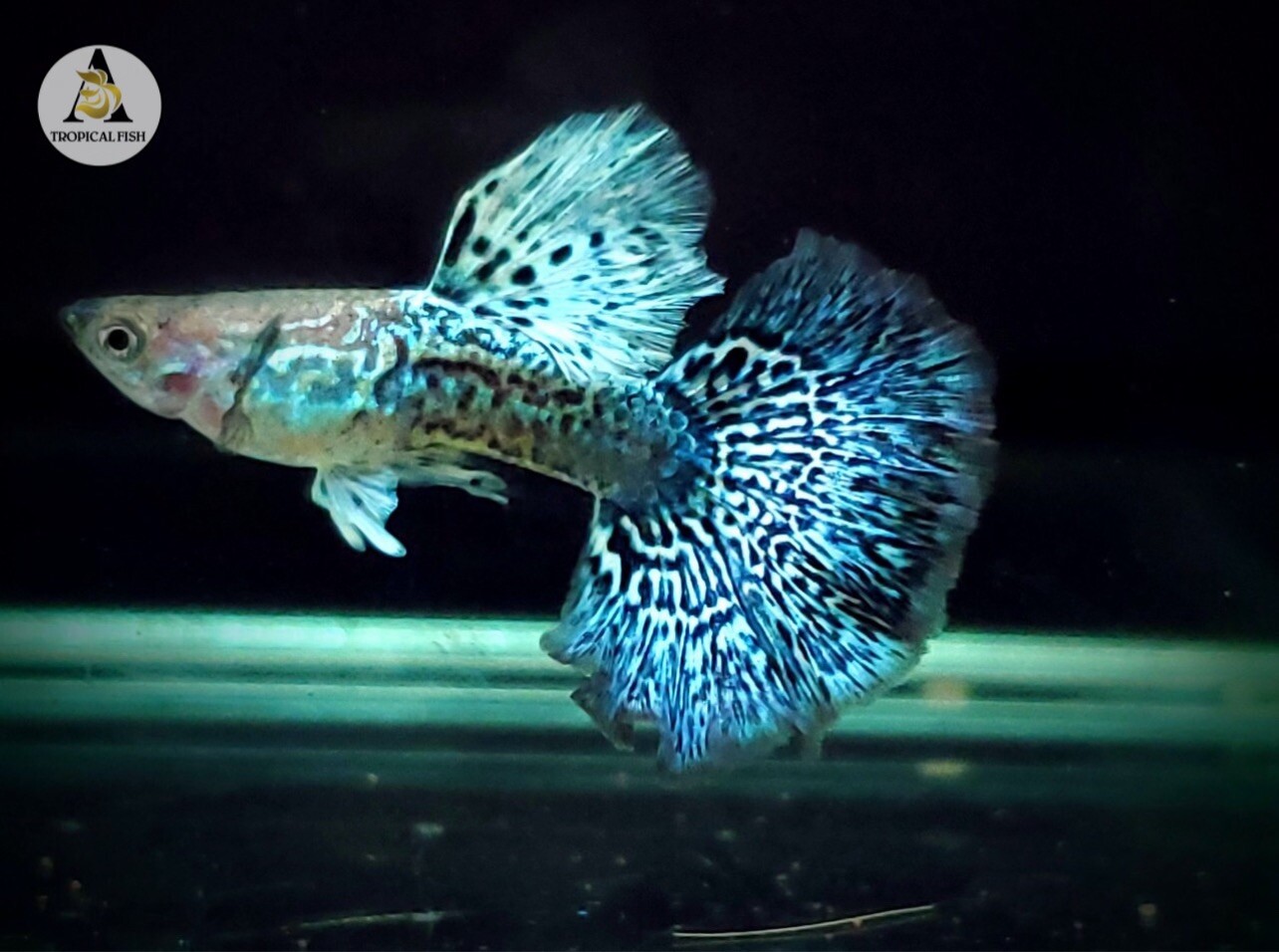 1 Pair- Green Dragon Indo Live Guppy Fish Grade A High Quality VIP