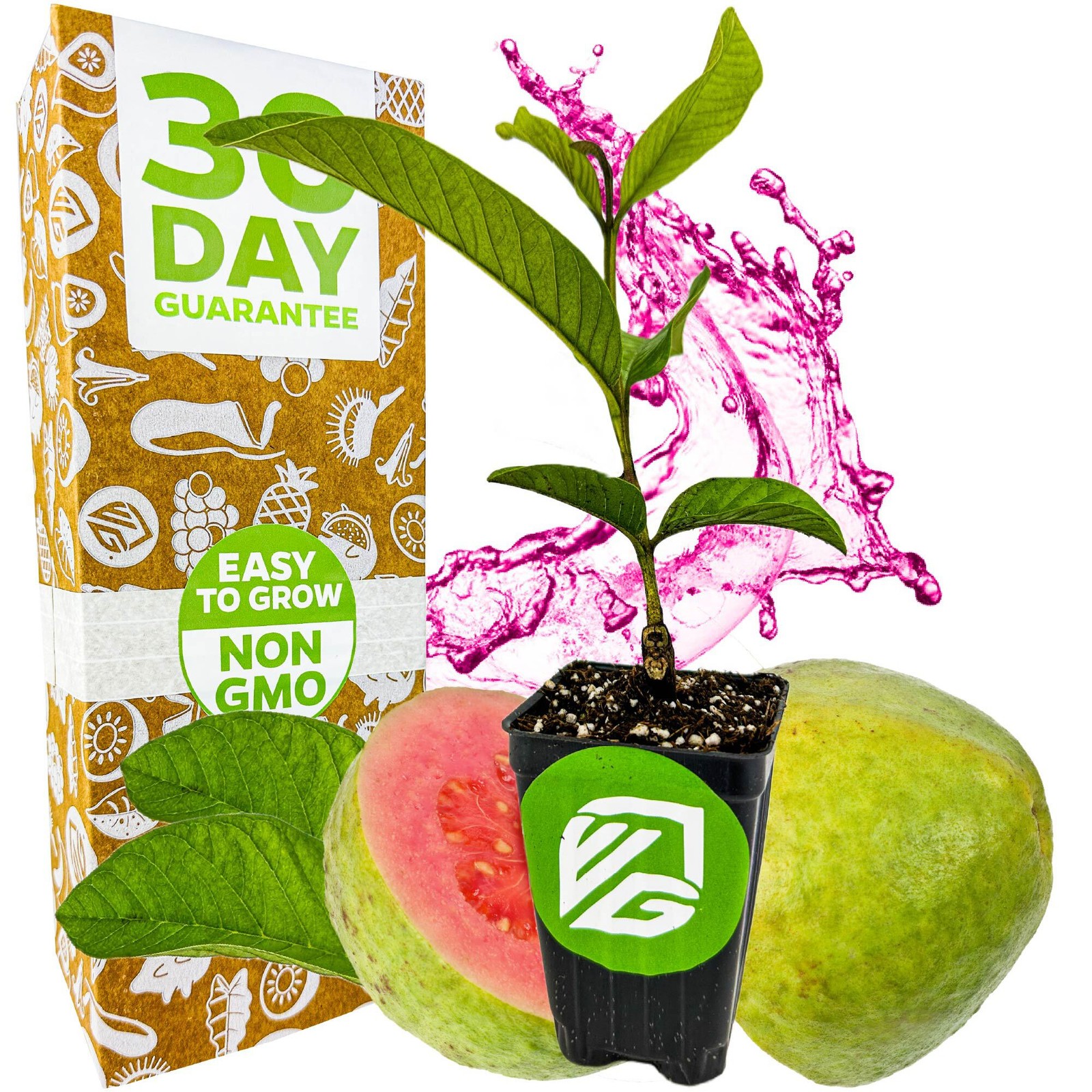 Bright Pink Guava - Psidium guajava - Live Plant