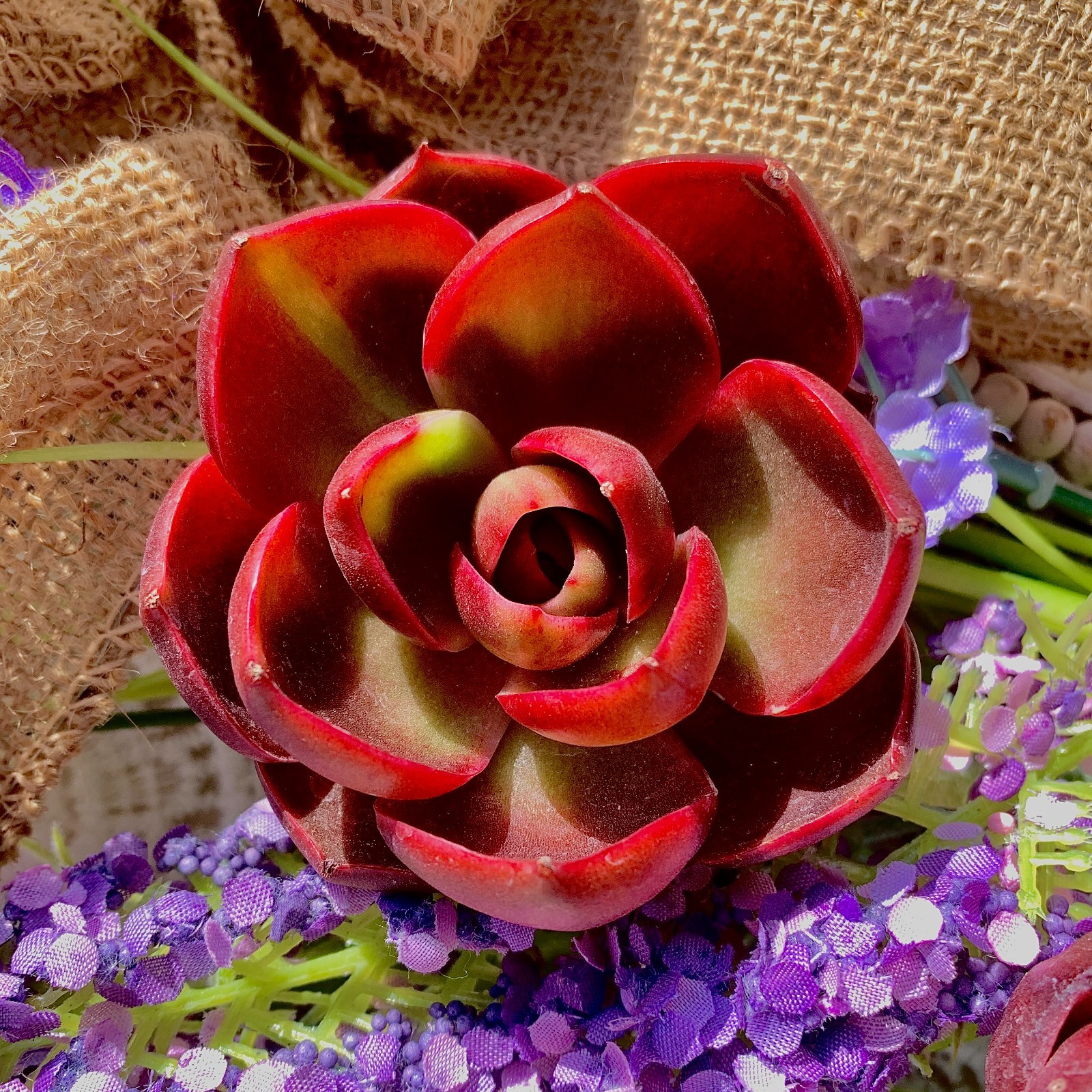 Live Succulent \'Red Light\' – Bare Root Plant for Office, Wedding, or Home Decor