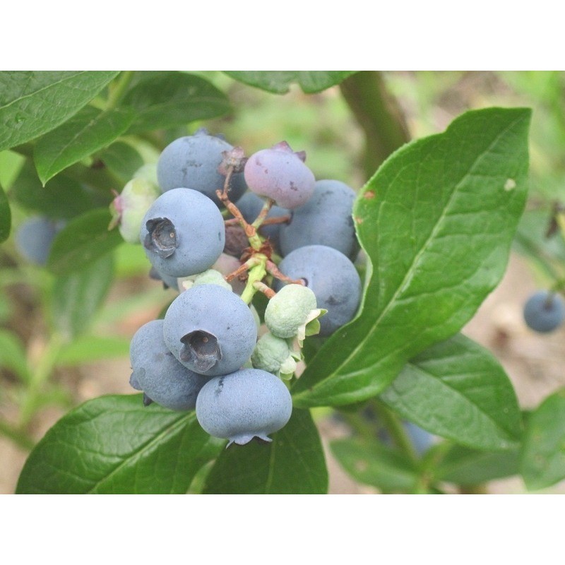 Patriot Blueberry Live Plant Fruit Shrub 10-18 Inch Potted Early Season Harvest
