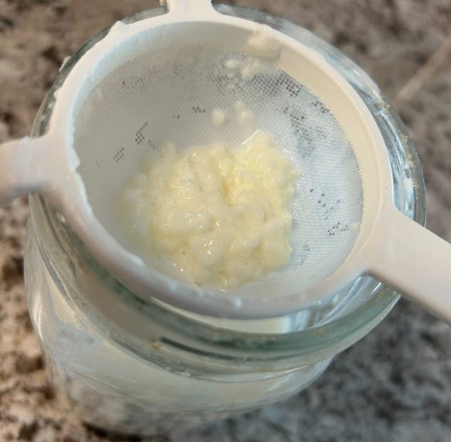 Kefir Grains-live active grains (1 tsp) fresh pasteurized milk (cow or goat)