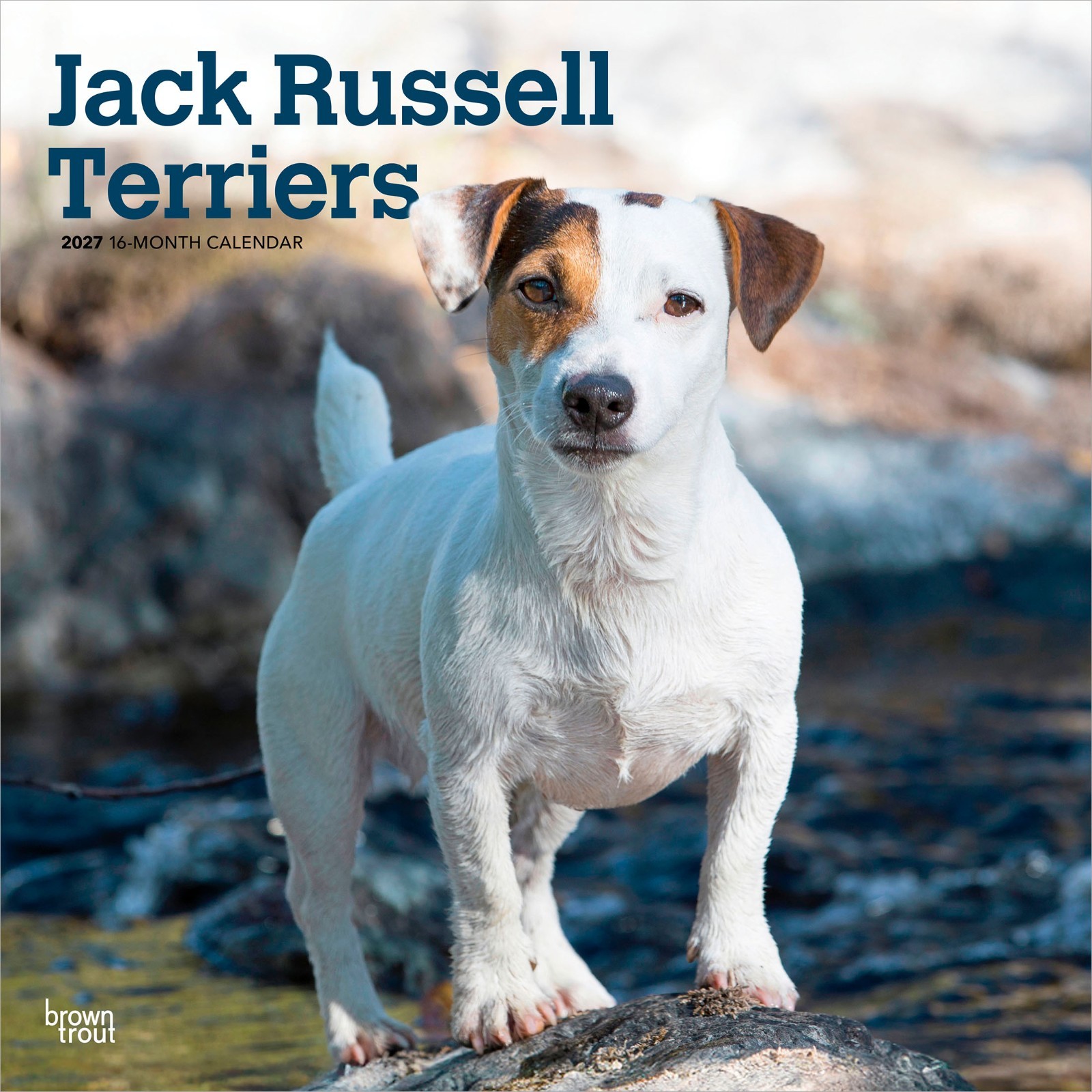 Jack Russell Terriers 2027 12x24 Jack Russell Terriers 2027 12x24