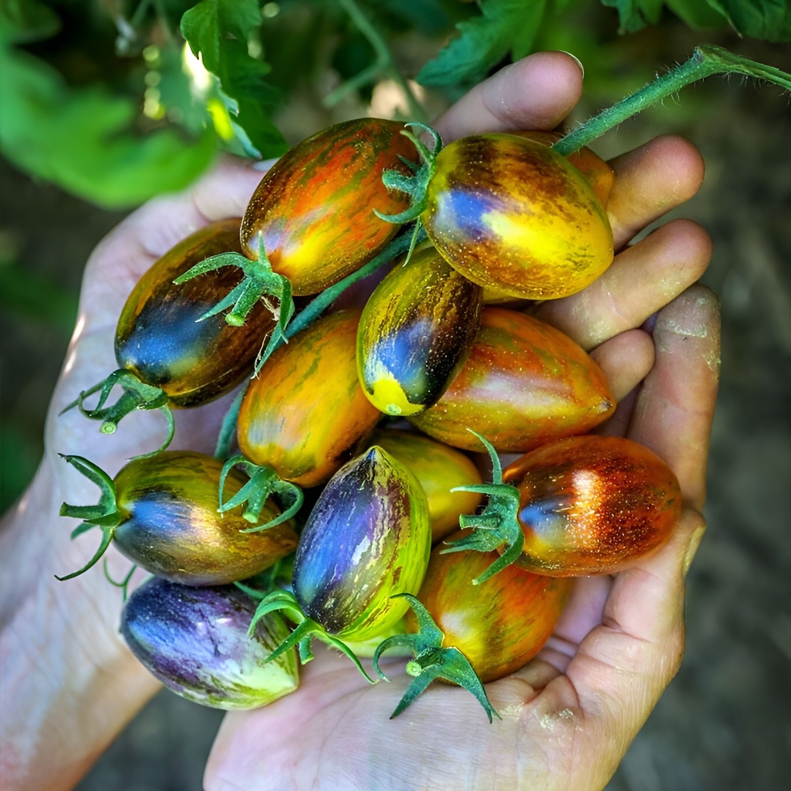 150 Heirloom Brad's Atomic Grape Tomato Seeds - Unique Rare Sweet Indeterminate