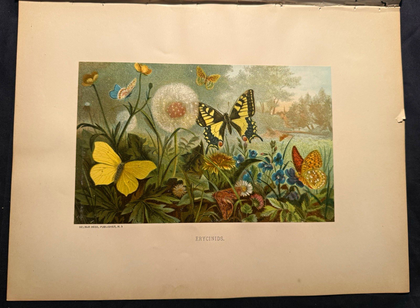 Antique 1880s Chromolithograph Butterfly Print Erycinids Selmar Hess L. Prang Antique 1880s Chromolithograph Butterfly Print Erycinids Selmar Hess L. Prang