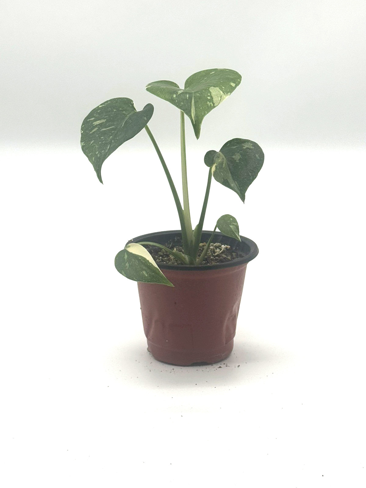 Monstera Thai Constellation 4
