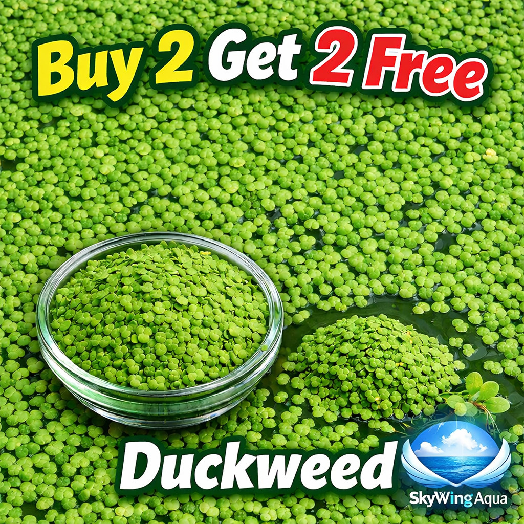 2000+ Live Organic Duckweed Aquarium Plant BUY2GET2FREE  Turtle Shrimp No Pest