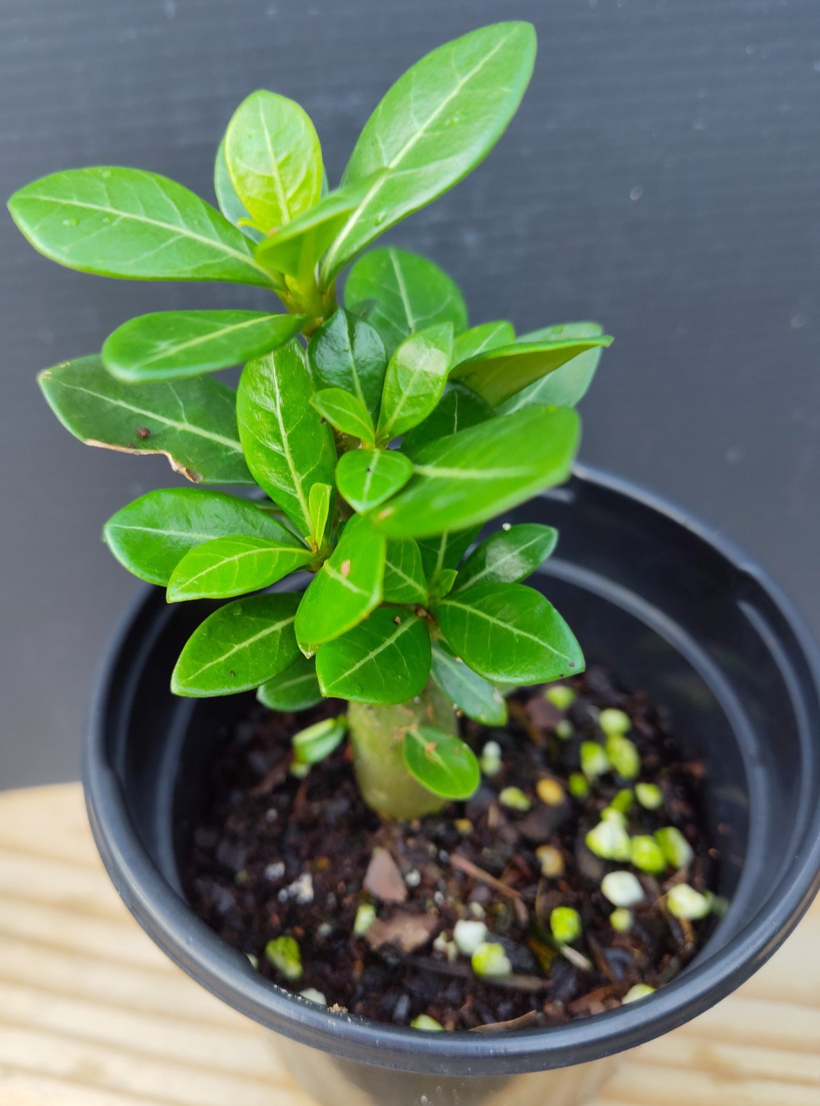 3 Mystery color Desert Rose seedlings 5-8\