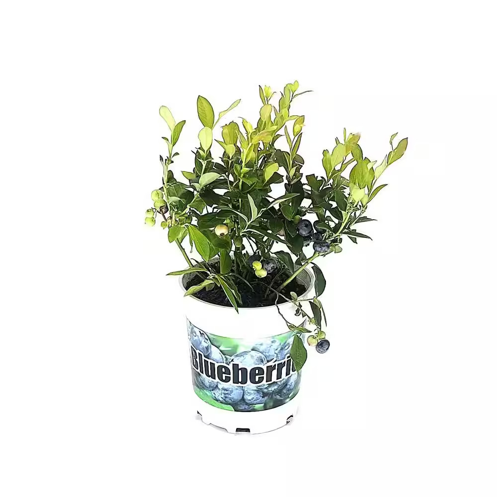 2.5 Qt. Northcountry Blueberry Live Plant with Sweet Mild Berries Wild Blueberry