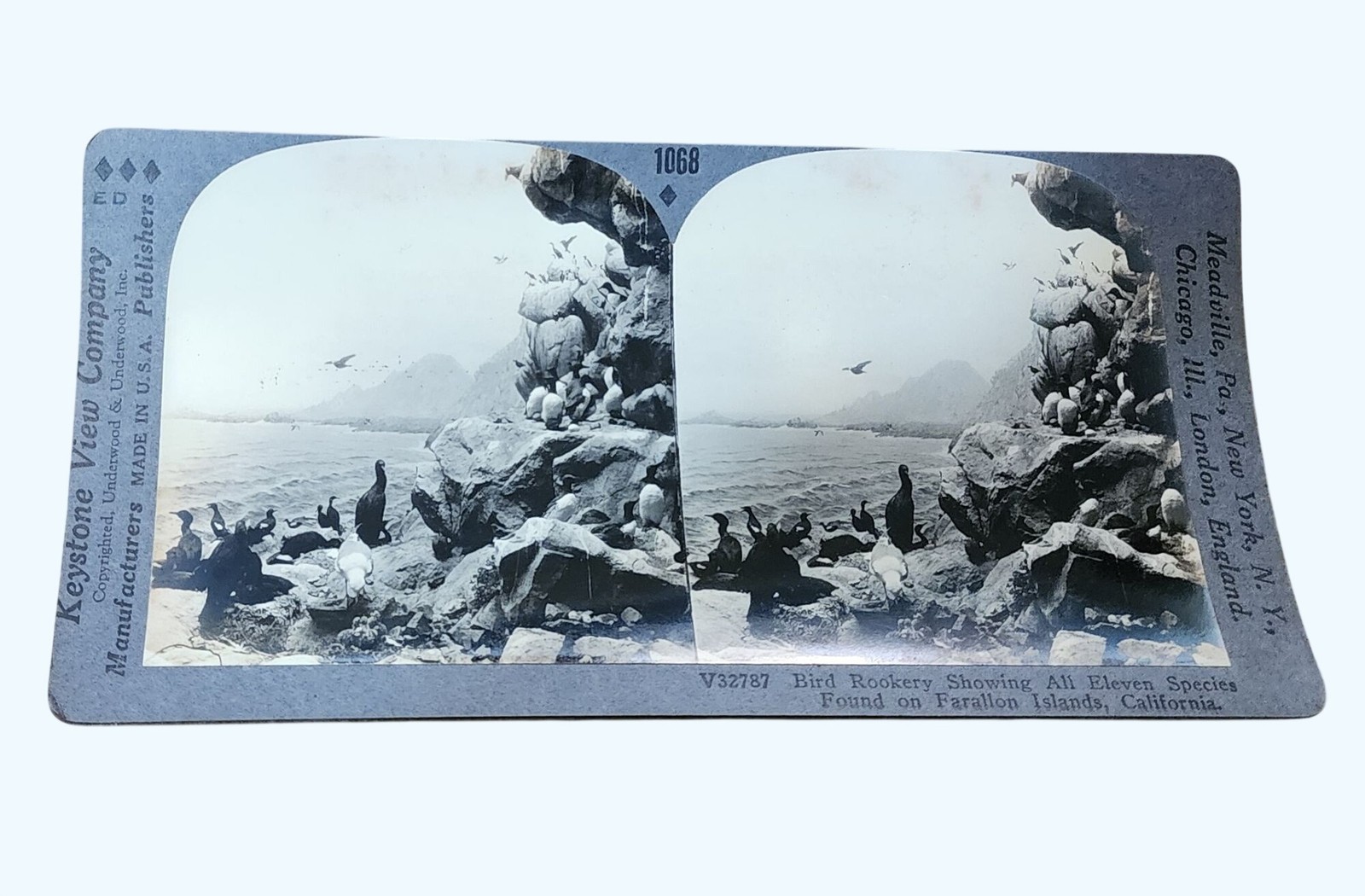 Antique Keystone Stereoview Card Farallon Islands Bird Rookery California Antique Keystone Stereoview Card Farallon Islands Bird Rookery California