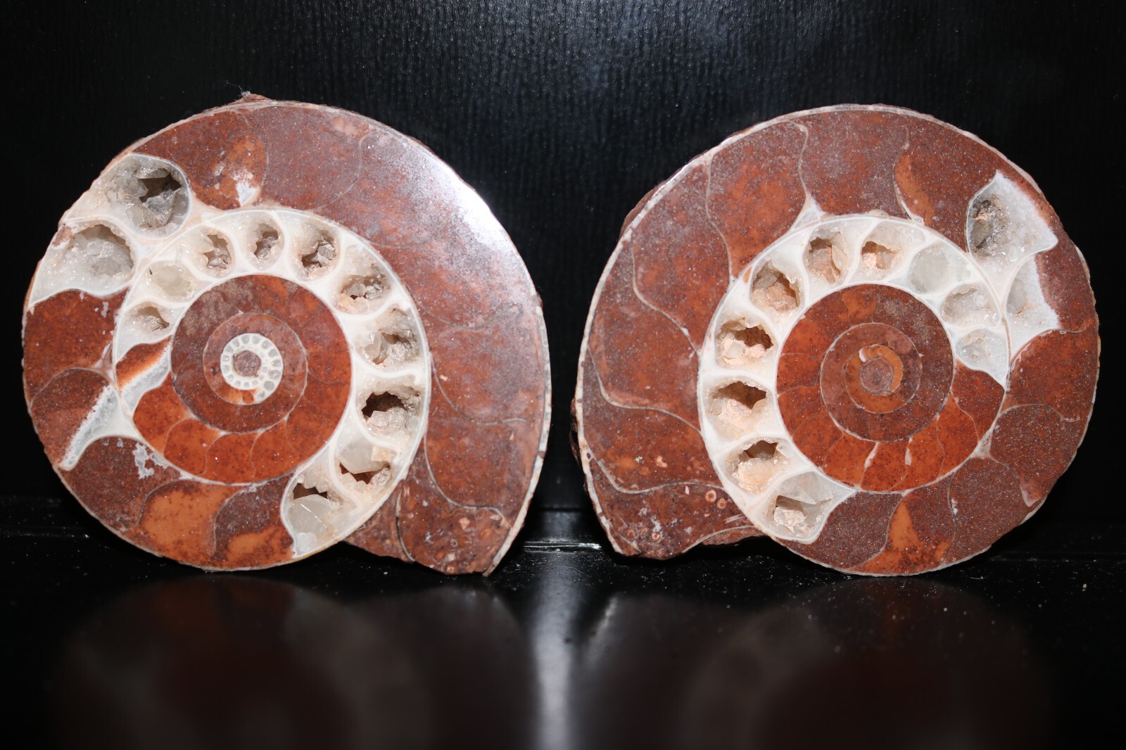 Split Timor Ammonite Pair UV Reactive 3\ Split Timor Ammonite Pair UV Reactive 3\