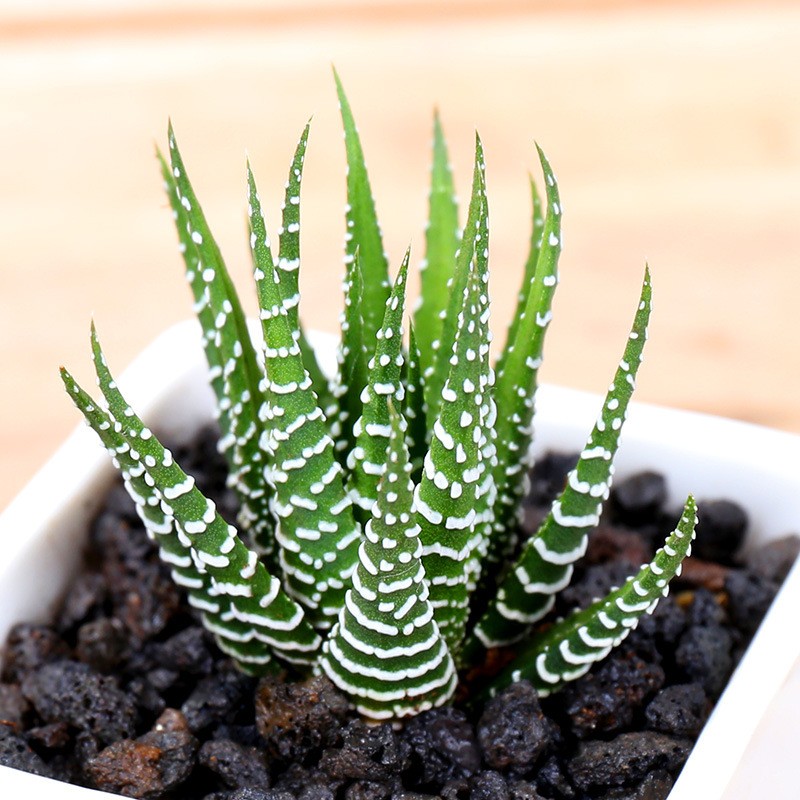Rare Succulent Plants | Live House Plants for Home Office and Garden Decor Rare Succulent Plants | Live House Plants for Home Office and Garden Decor