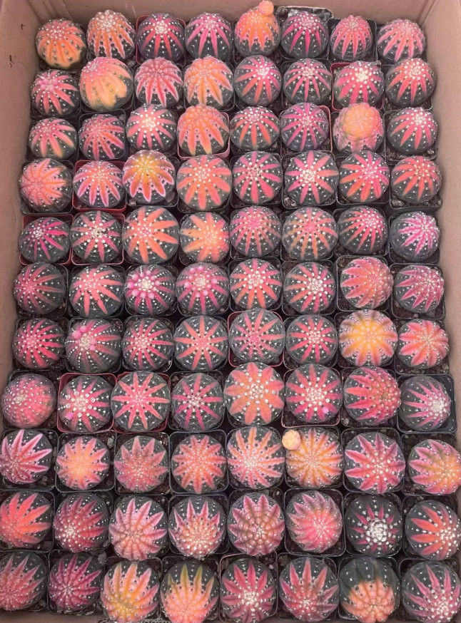 5PCS Gymnocalycium ragonesei pink cactus Succulent Plant Home Garden 3-5cm 5PCS Gymnocalycium ragonesei pink cactus Succulent Plant Home Garden 3-5cm