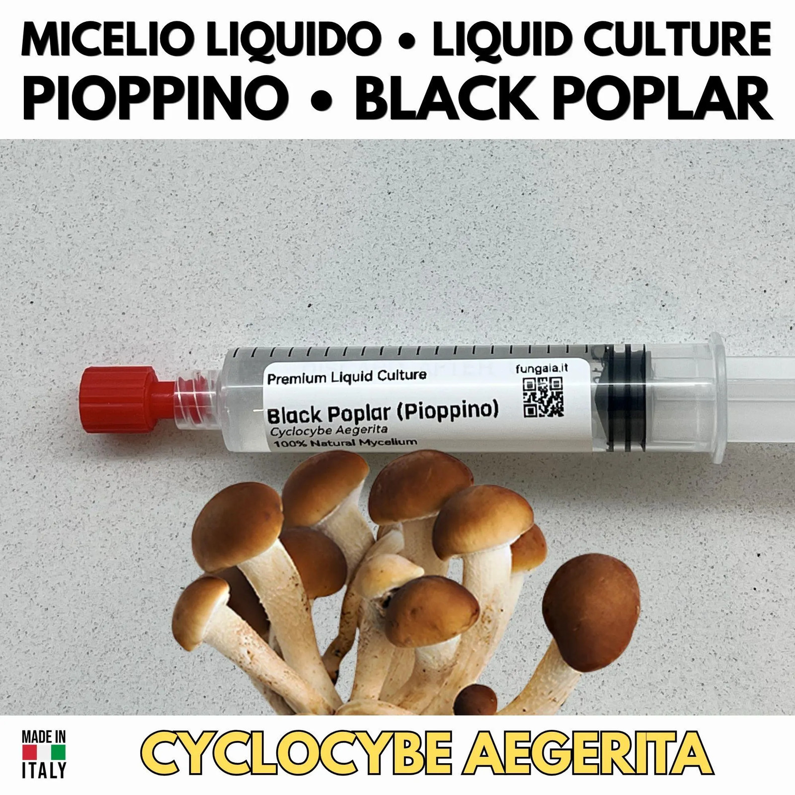 Poplar Liquid Culture 10ml Mycelium Live Gourmet Mushrooms Poplar Liquid Culture 10ml Mycelium Live Gourmet Mushrooms