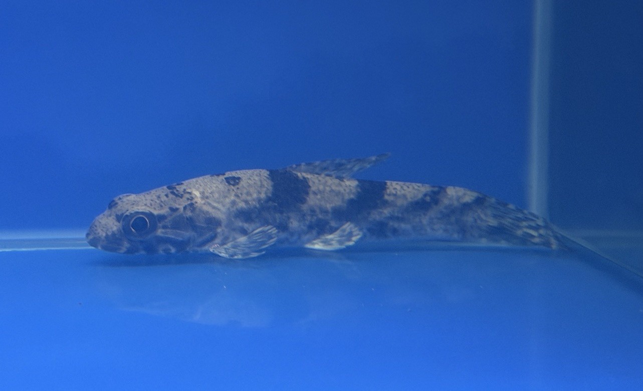LIVE TROPICAL FISH-Aimara Wolf Fish (Hoplias aimara) 6 Inch