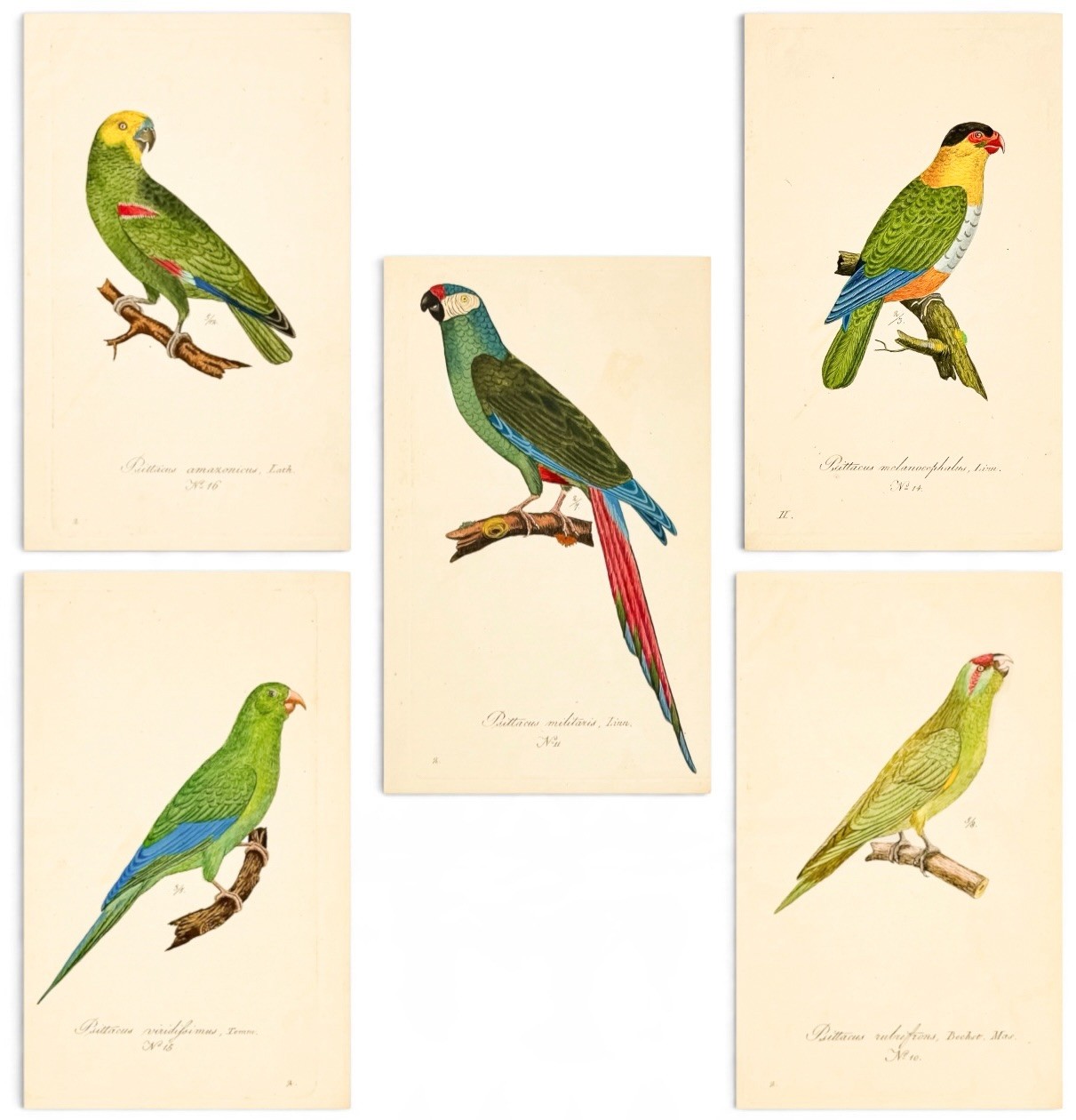 Antique Parrot & Military Macaw Prints | Set of 5 Hand-Colored Hahn Engravings