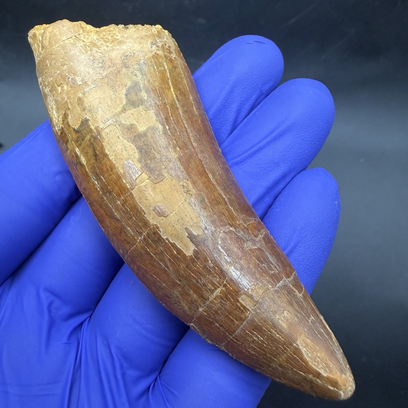 MUSEUM QUALITY FOSSIL DINOSAUR TOOTH CHARCHARODONTOSAURUS 3.77” MOROCCO MUSEUM QUALITY FOSSIL DINOSAUR TOOTH CHARCHARODONTOSAURUS 3.77” MOROCCO