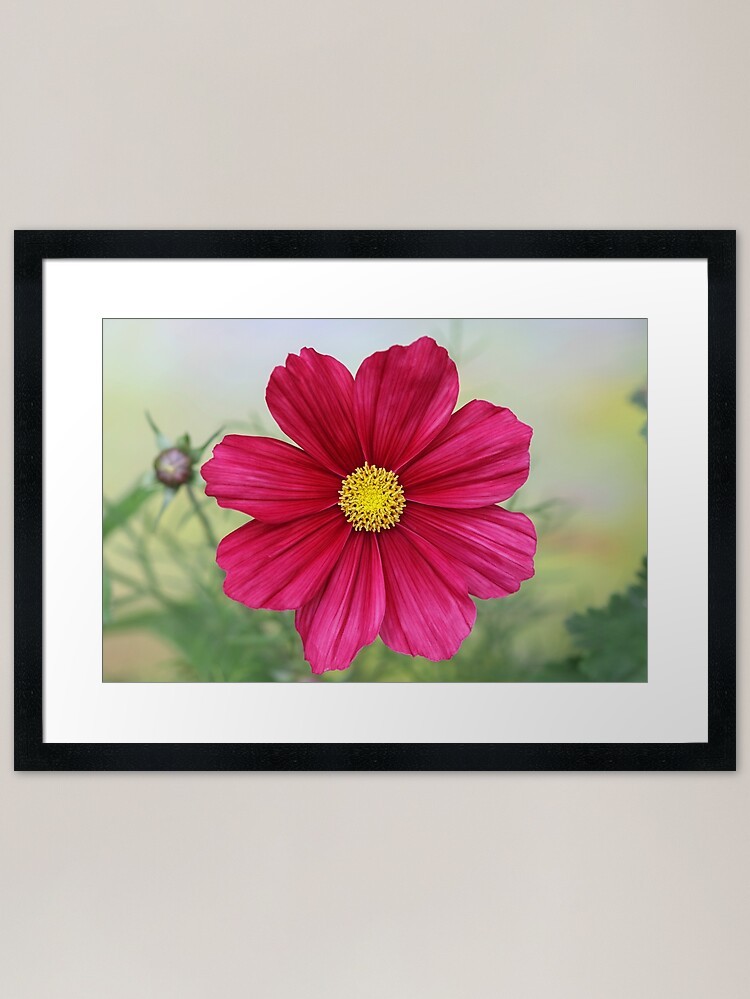 Cosmos Rubenza. Framed Art Print Framed Wall Art Poster Canvas Print Picture