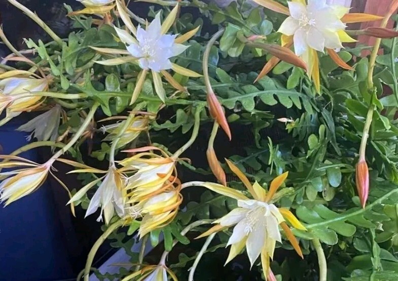 Epiphyllum collection \