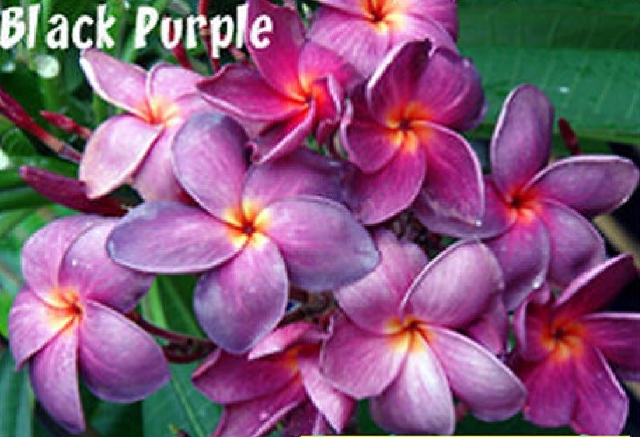 Rare New Plumeria BLACK PURPLE/frangipani- 1 cutting- imported Rare New Plumeria BLACK PURPLE/frangipani- 1 cutting- imported