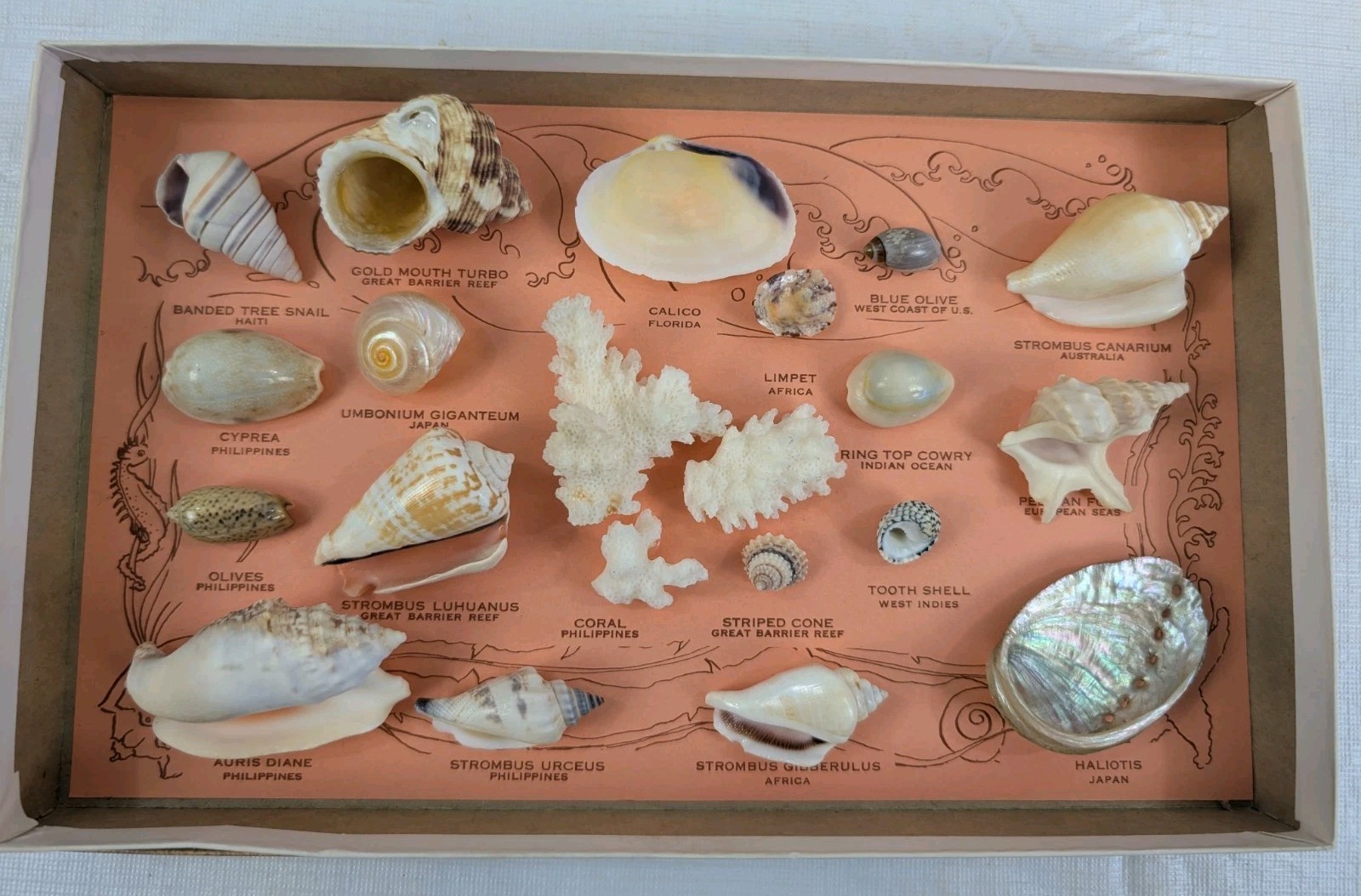 Vintage Box Set of Sea Shells from Around the World 19 Shells All Identified