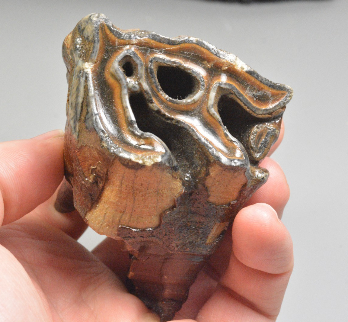 Large Woolly Rhino Tooth, Dunajec River, Tarnow, Poland Large Woolly Rhino Tooth, Dunajec River, Tarnow, Poland