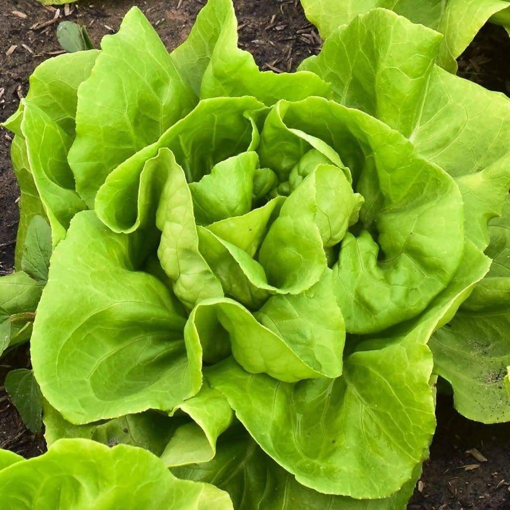 Buttercrunch Butterhead Lettuce Seeds, NON-GMO, Buttercrunch Butterhead Lettuce Seeds, NON-GMO,