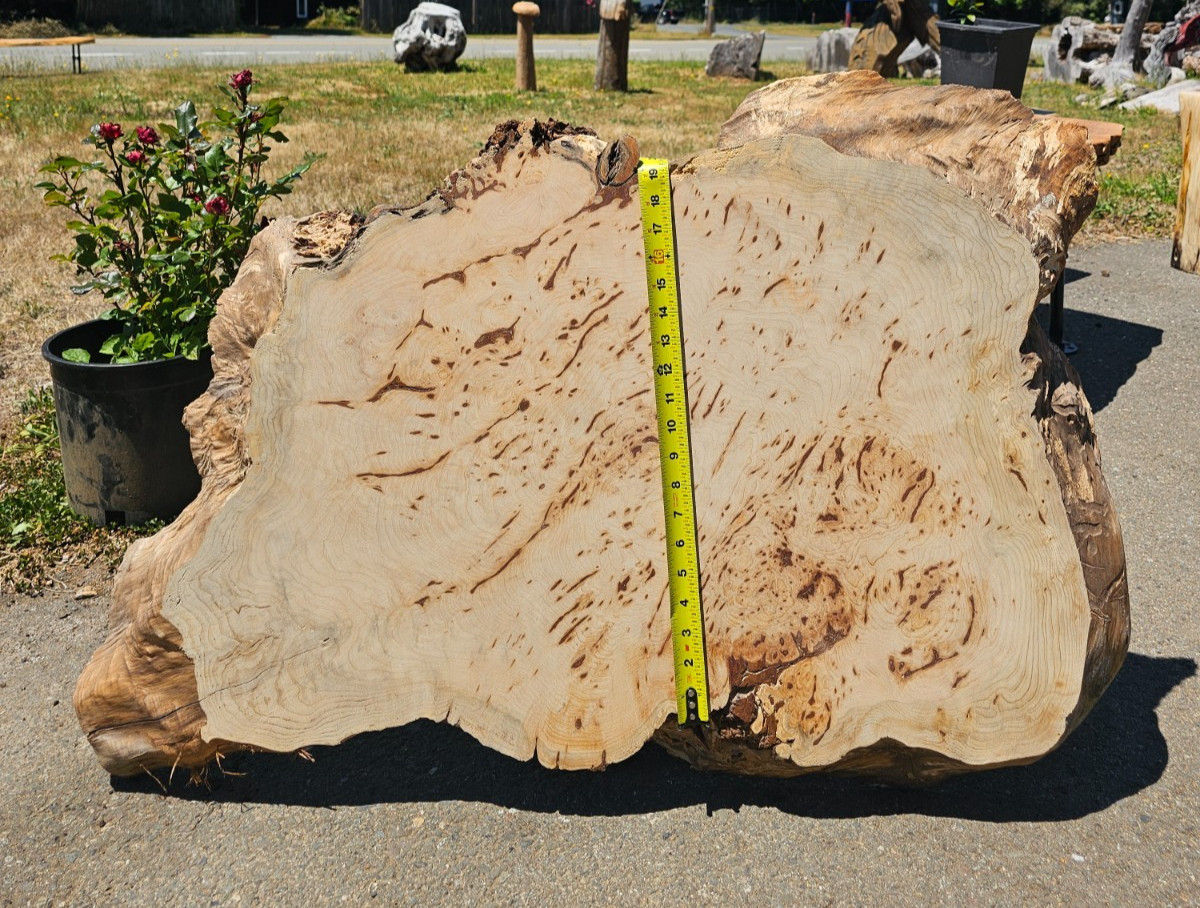 Live Edge Port Orford White Cedar Round Slab Live Edge Port Orford White Cedar Round Slab