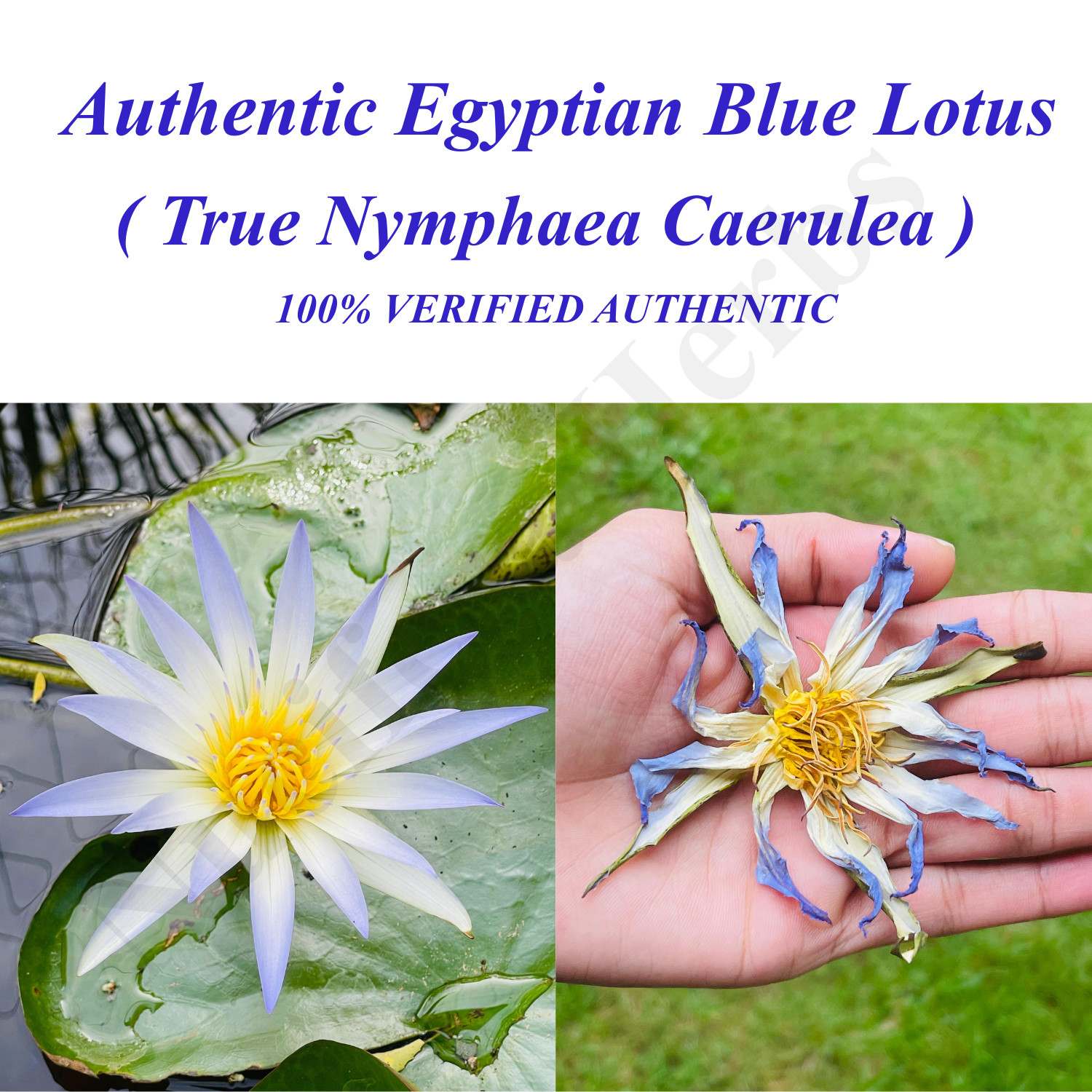 Blue Lotus Flower Dried Organic Egyptian Tea Nymphaea Caerulea 100% Authentic