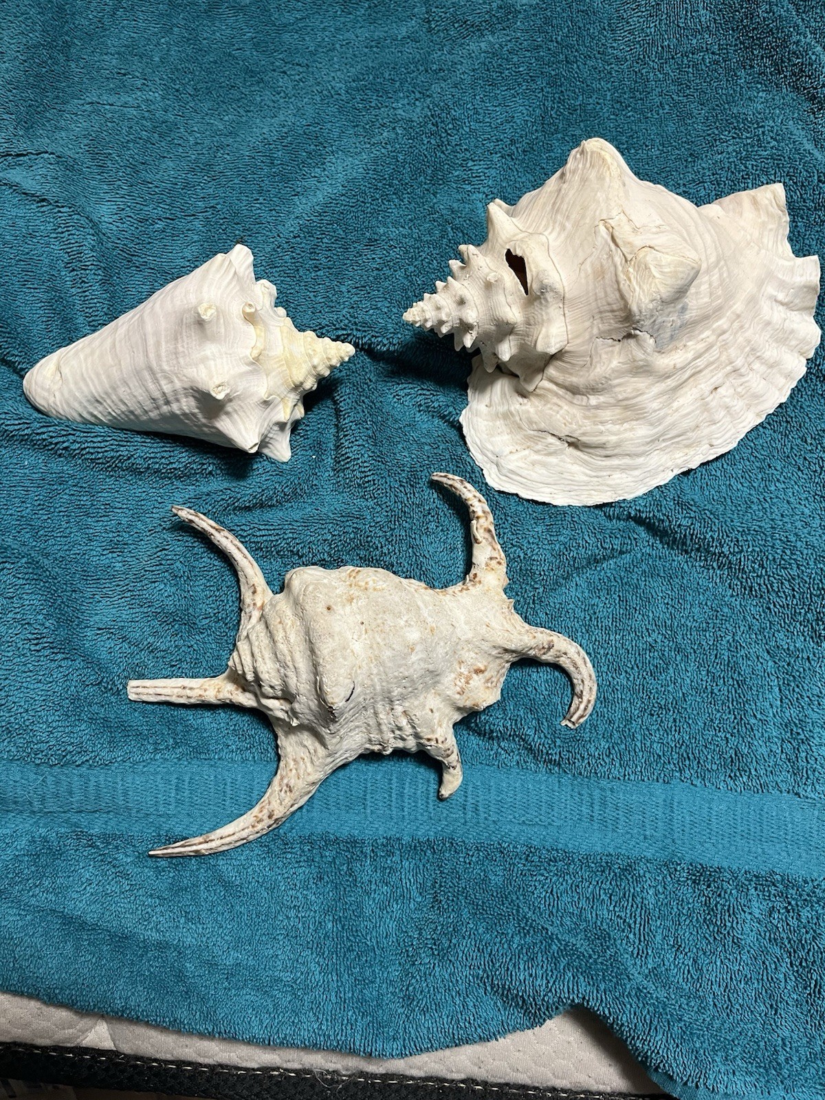 Lot of 3 large Conch Shells /Queen Conch/ Spider Conch/ Horned Conch HUGE 8 inch