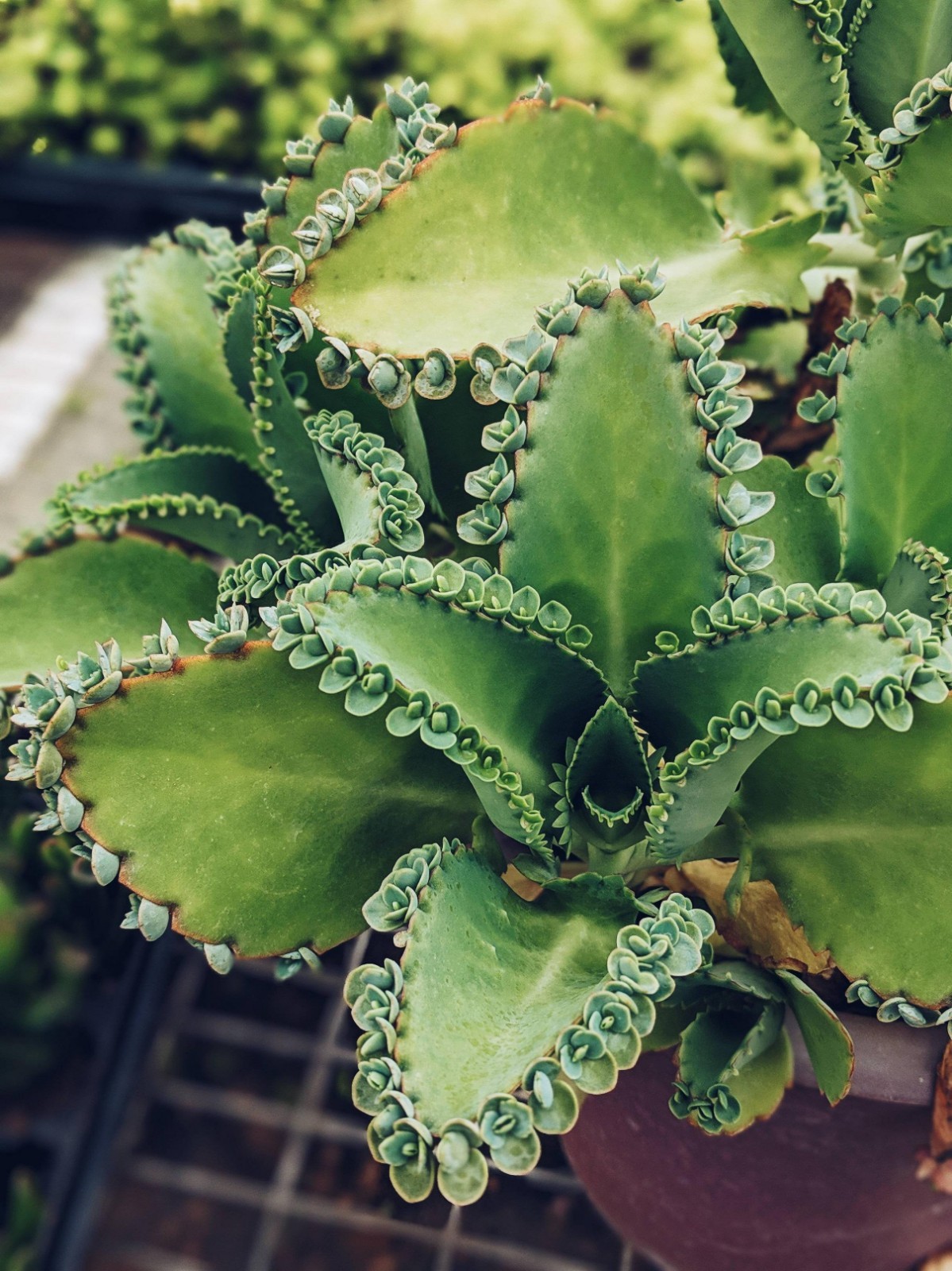 Mother of Thousands Succulent Live Plant – 2\ Mother of Thousands Succulent Live Plant – 2\