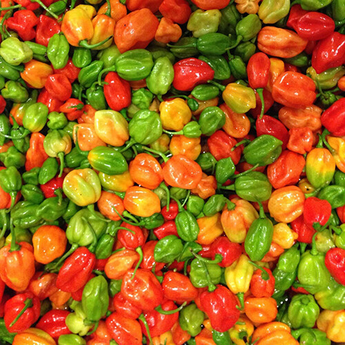 Aji Dulce Pepper Seeds | Mild Heat | Heirloom / Non-GMO |  | 1016