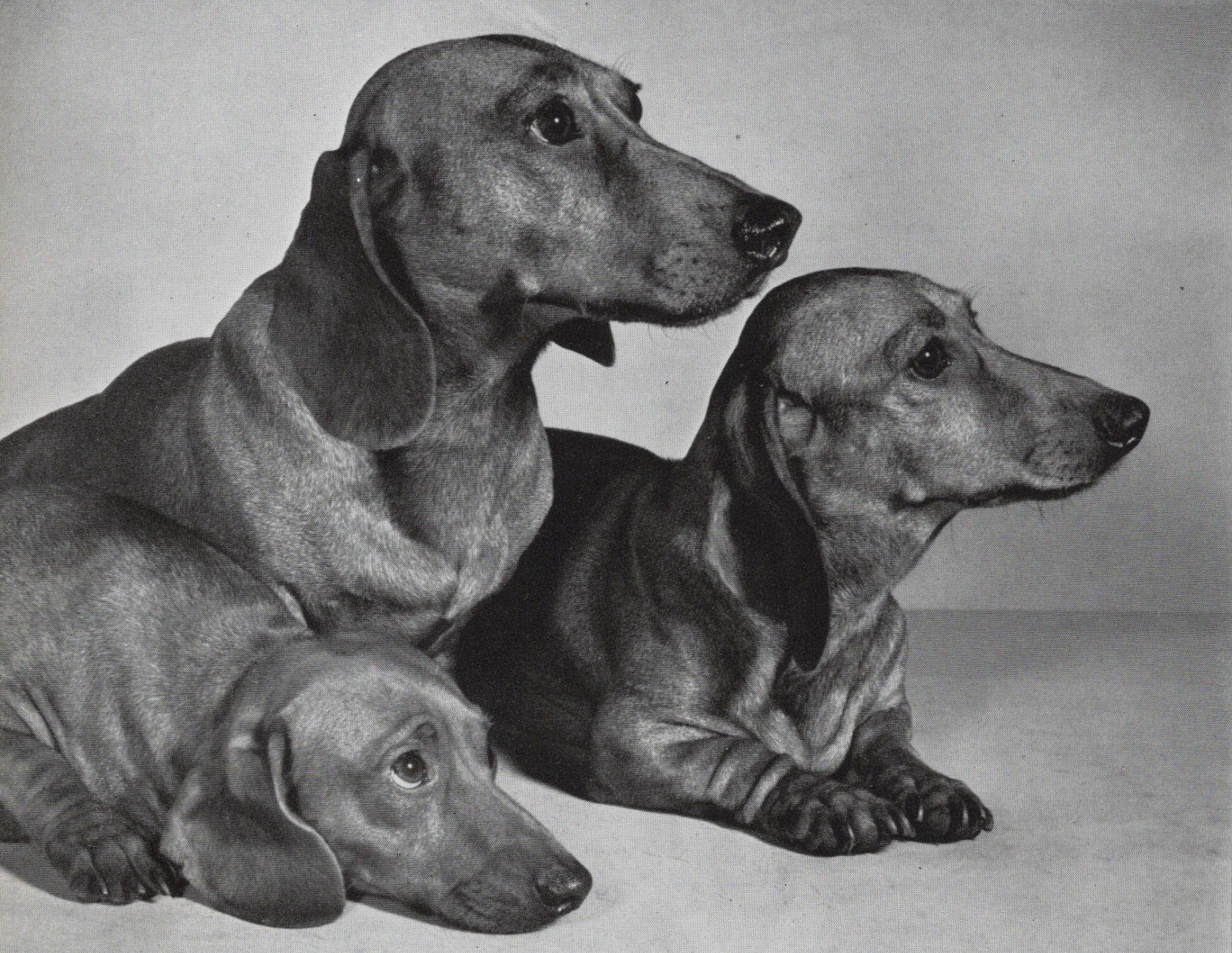 Dachshund Dachshund