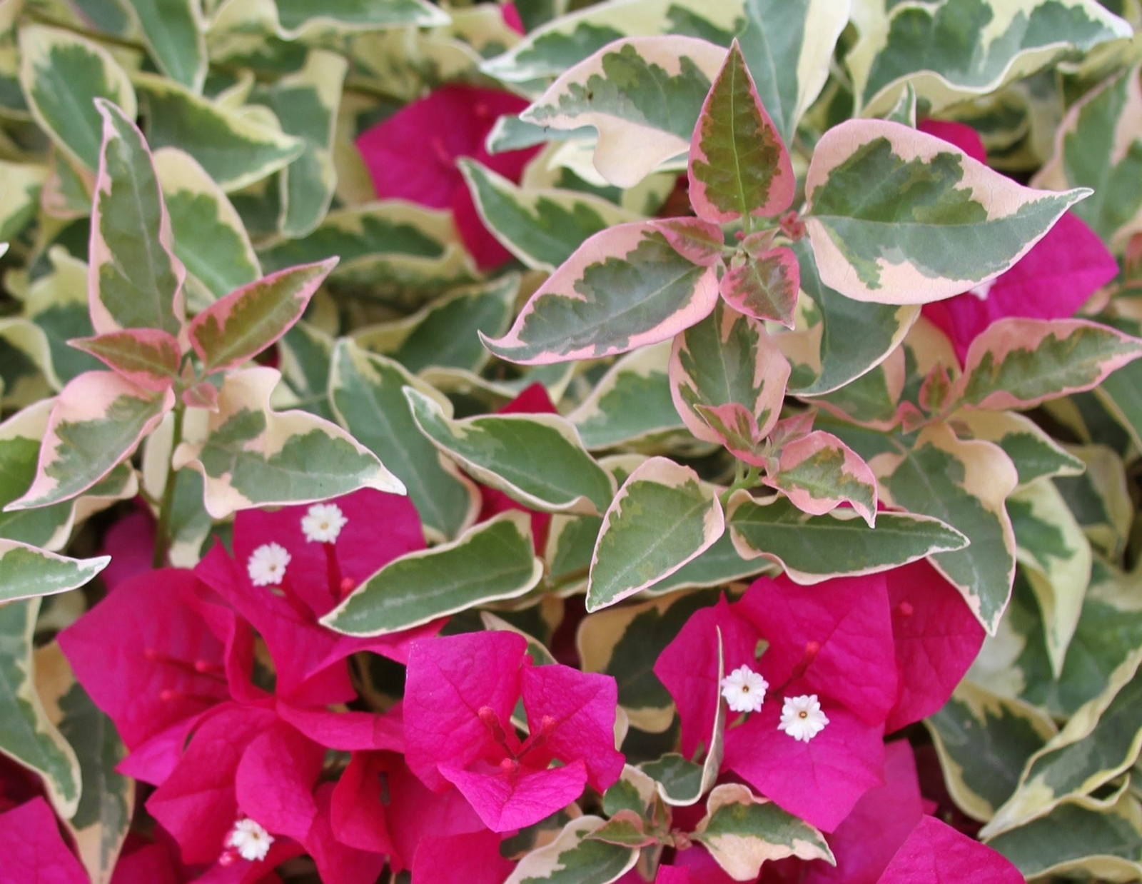 Bougainvillea - \'Raspberry Ice\'