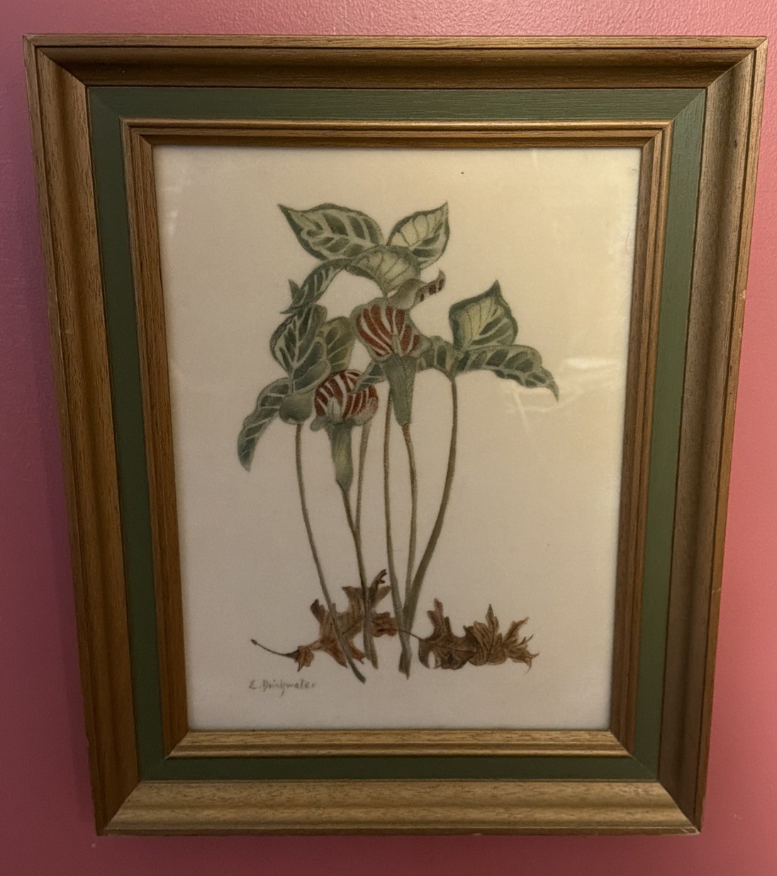 Rare Antique Early American Folk Art Theorem on Velvet Jack-In-the Pulpit Signed