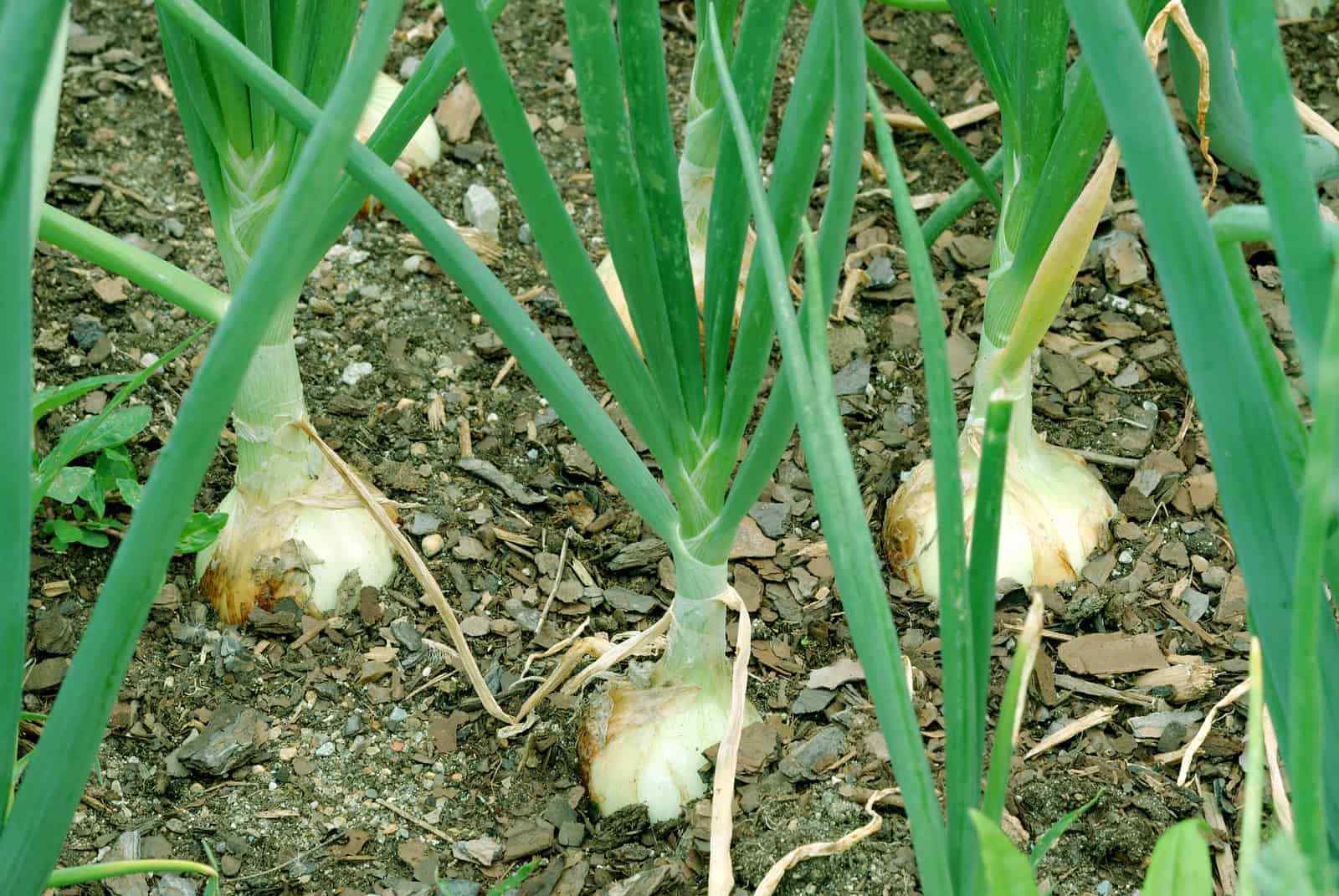 Walla Walla Sweet Onion Seeds, NON-GMO, Northern Onion, Overwintering, 
