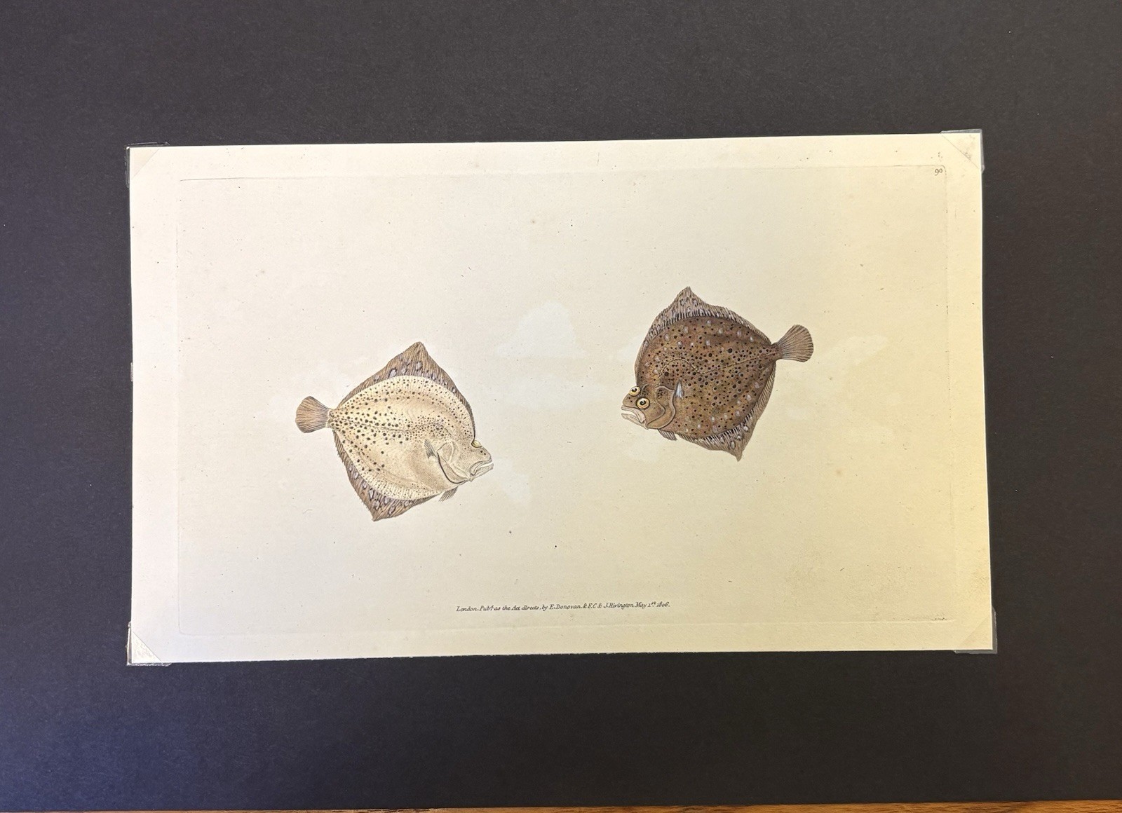 Antique Hand-colored Copperplate Engraving of The Cyclops Flounder C1806