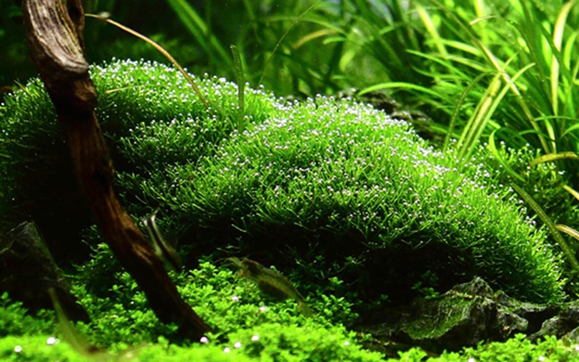 3x3 Inch Portion Of riccia fluitans Moss  Live Aquarium Plants Rare