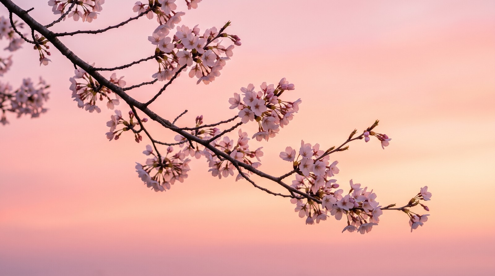Digital Image Picture Photo Wallpaper Background Desktop AI Art Sample Product