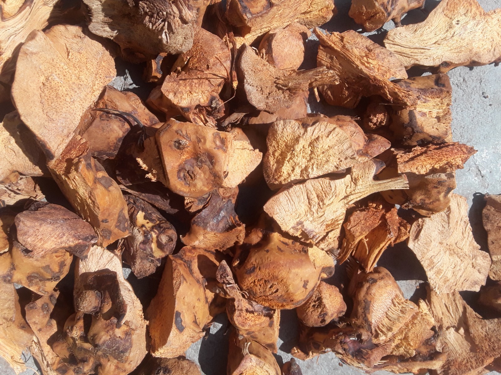 Chaney Root 1lb Chaney Root 1lb