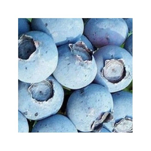 Northcountry Blueberry Plant Live Starter Cold Hardy Sweet Berry