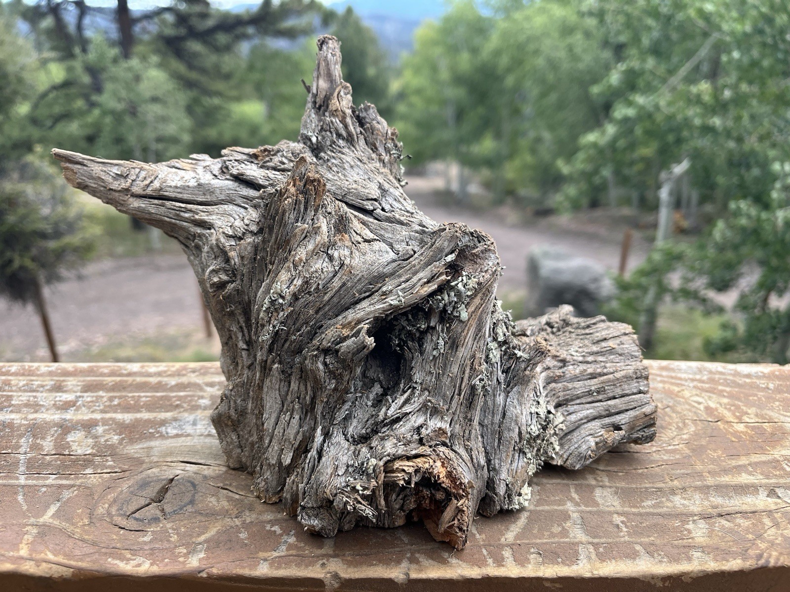 Gnarly Hollow Juniper Burl Natural Cave Hide Driftwood for Reptile Terrarium