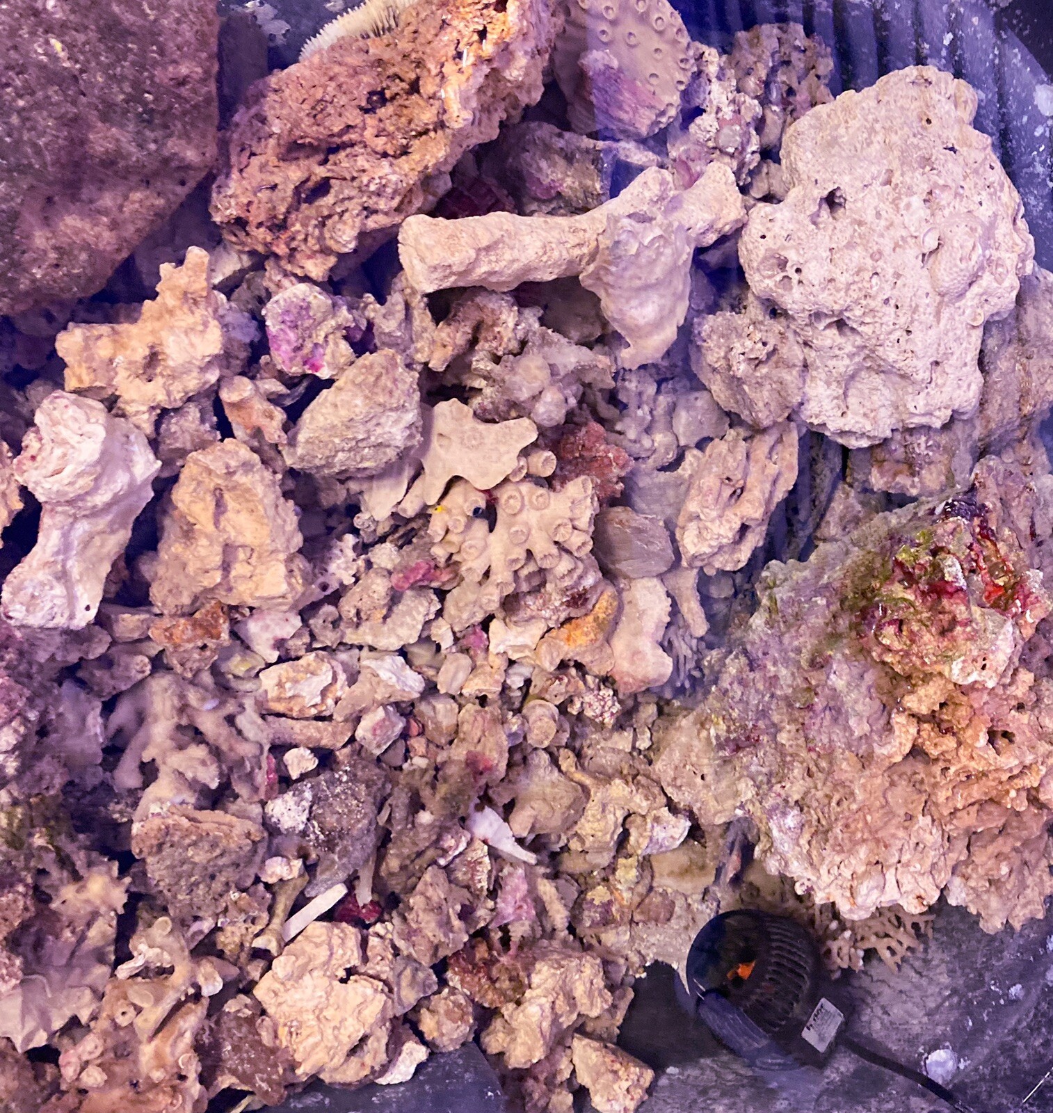 SAF~ 10 Lbs of Live Rock, Purple Coraline Algae, Marine Saltwater Aquarium Reef