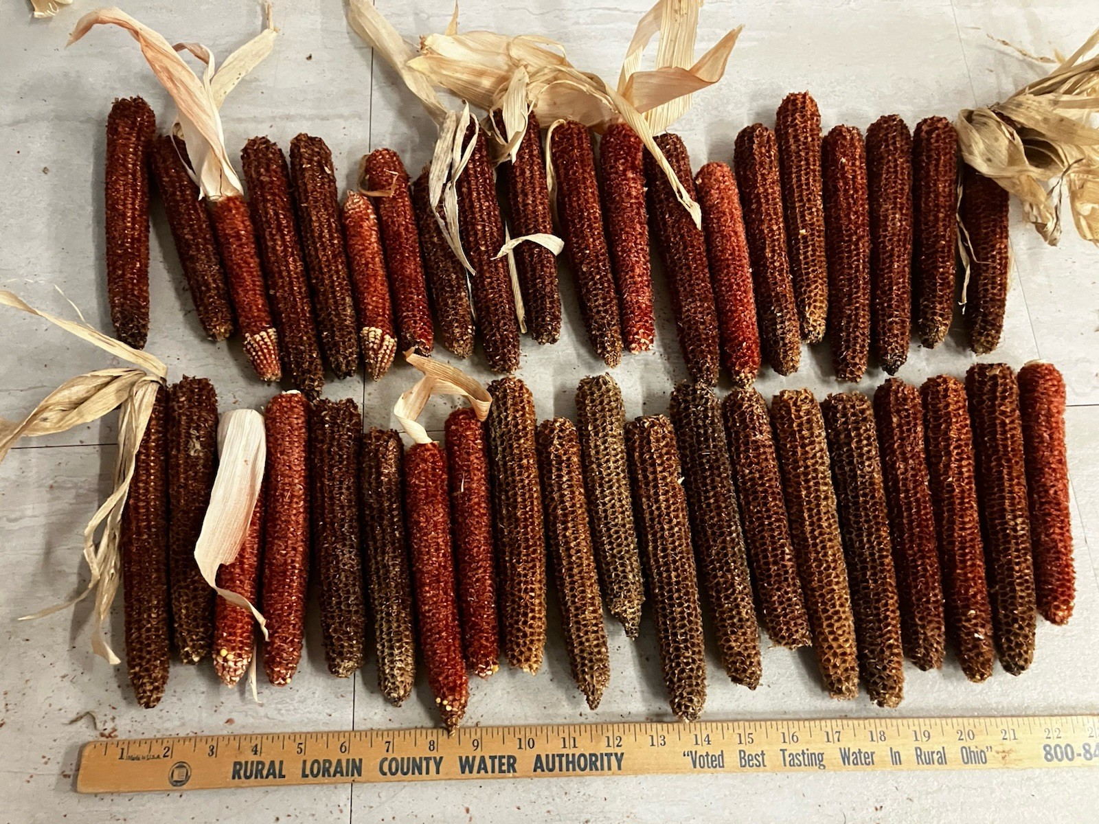 Primitive Hang Dried Red Corn Cobs Rustic Primitive Lot Of 40 Primitive Hang Dried Red Corn Cobs Rustic Primitive Lot Of 40